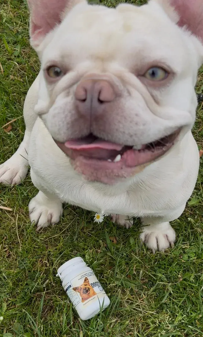Francuski buldog