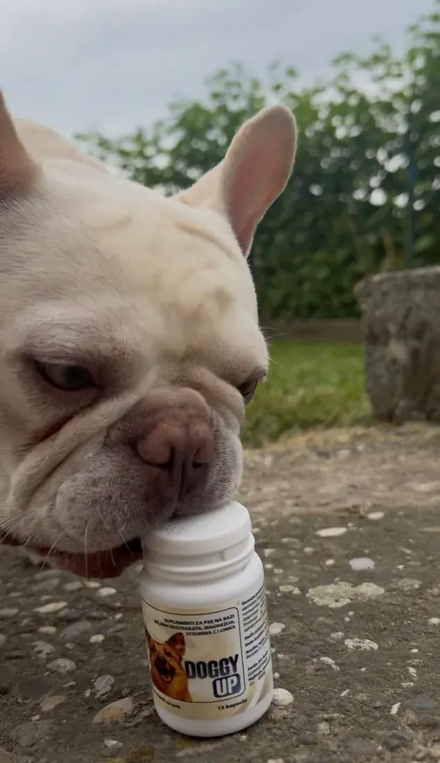 Francuski buldog njuška bočicu Doggy Up