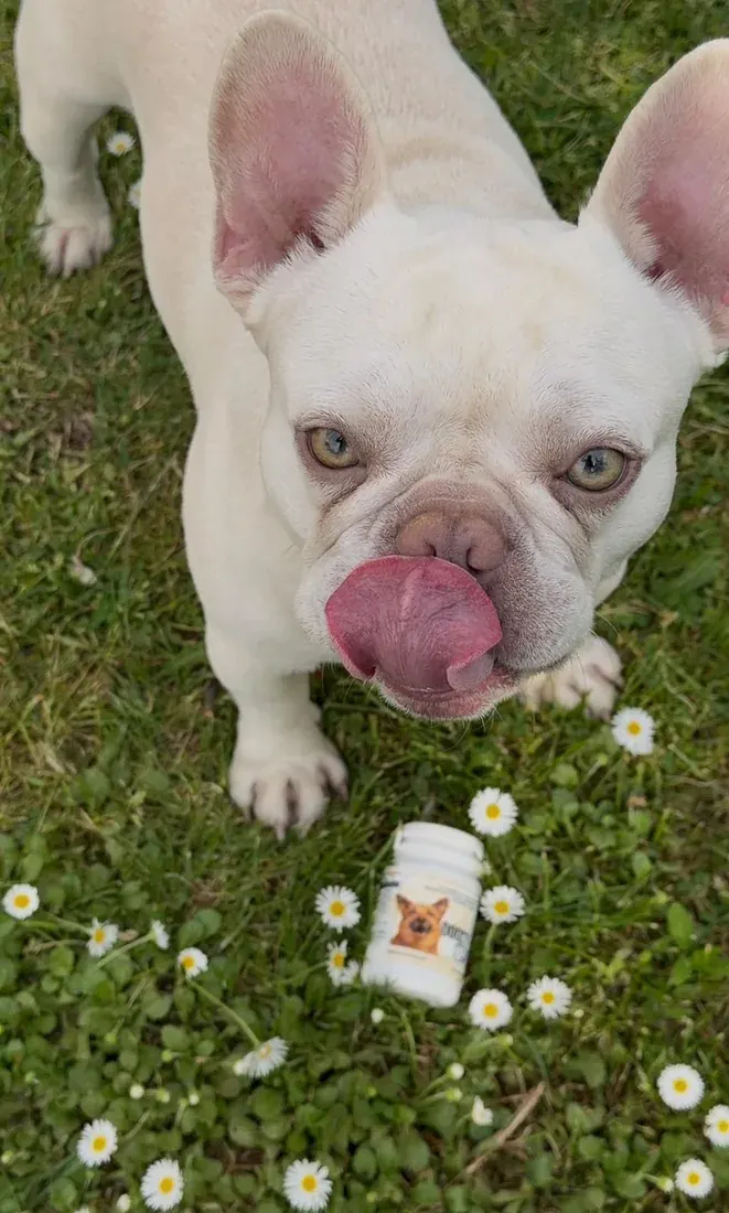 Francuski buldog na travi s bočicom Doggy Up