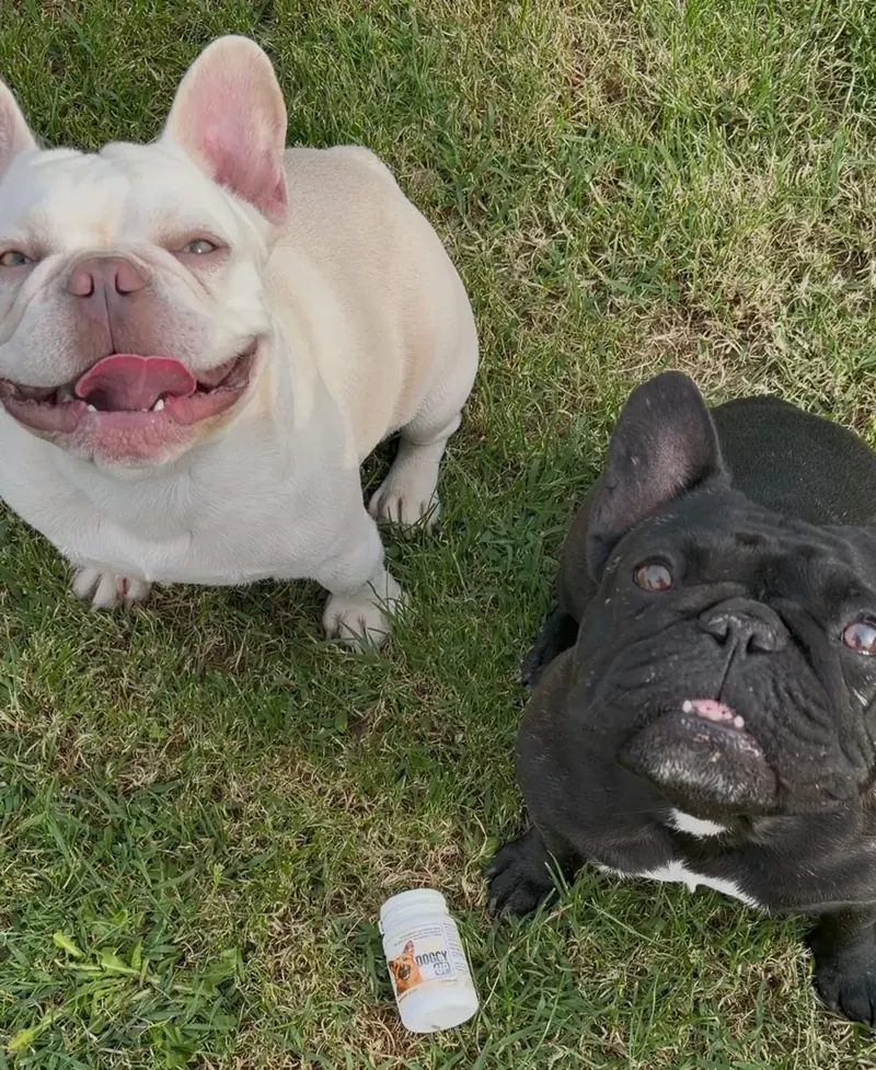 Dva francuska buldoga na travi s bočicom Doggy Up