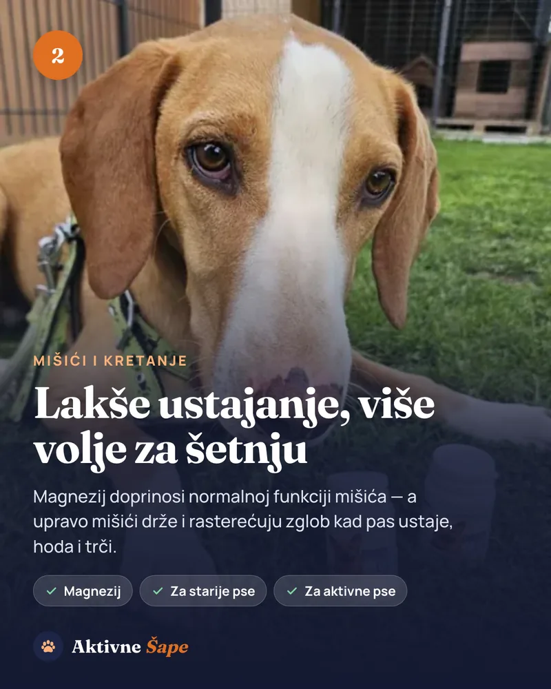 Lakše ustajanje i više volje za šetnju: magnezij doprinosi normalnoj funkciji mišića