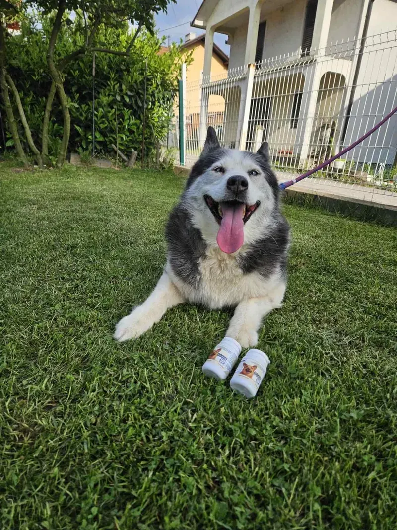 Stariji haski s dvije bočice Doggy Up