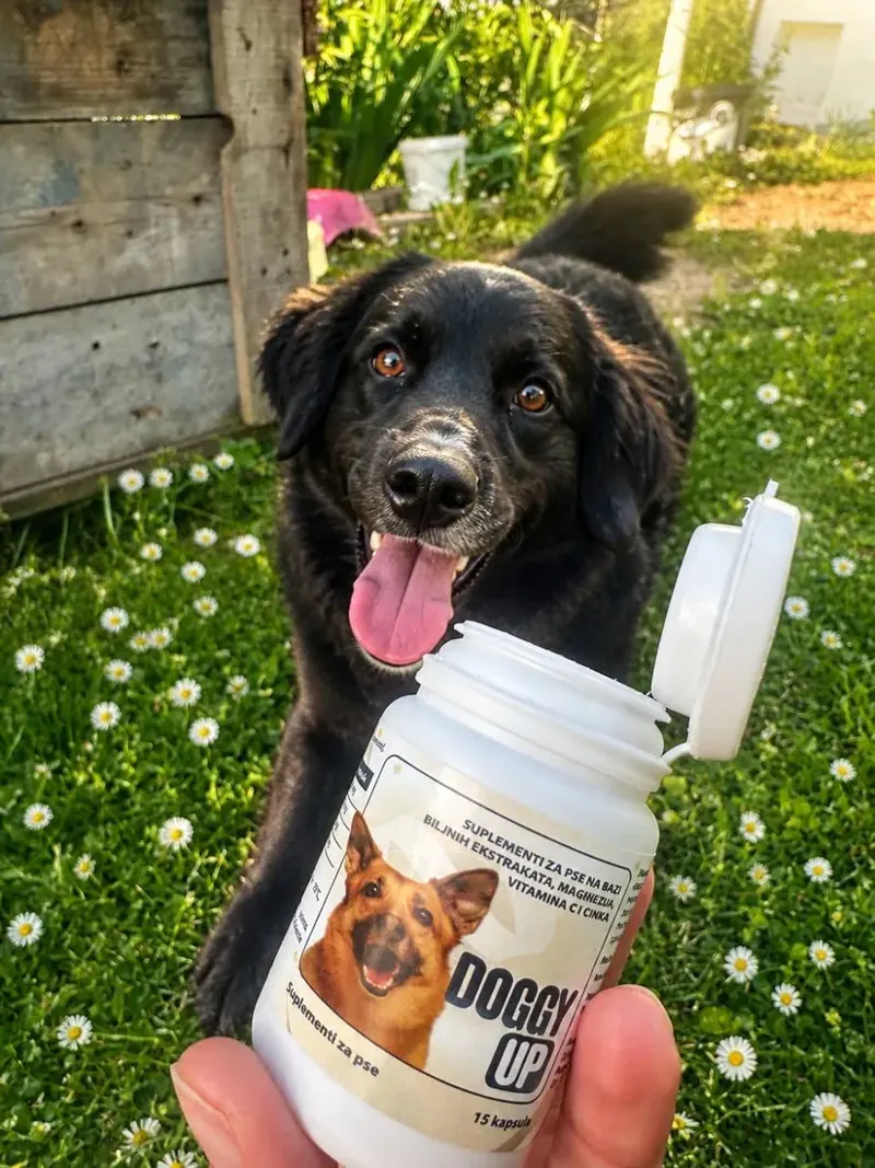 Crni pas gleda u otvorenu bočicu Doggy Up