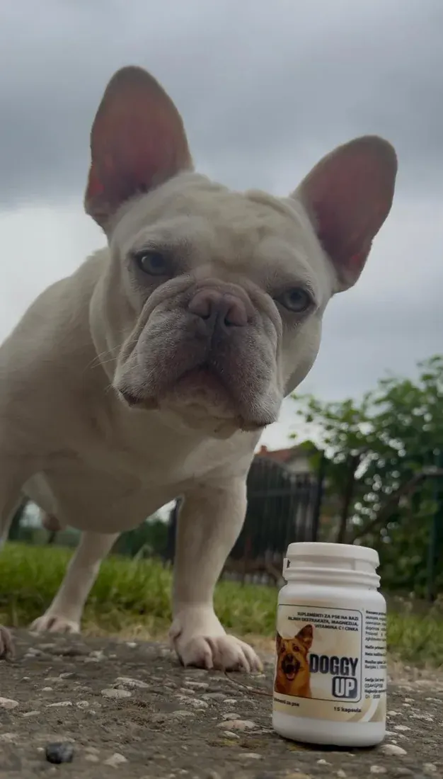 Etiketa Doggy Up: suplementi za pse na bazi biljnih ekstrakata, magnezija, vitamina C i cinka
