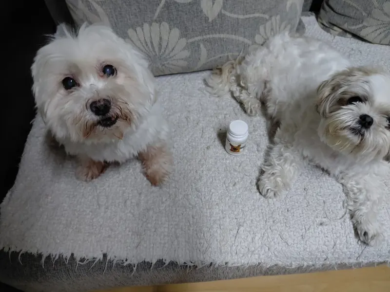 Dva maltezera s bočicom Doggy Up