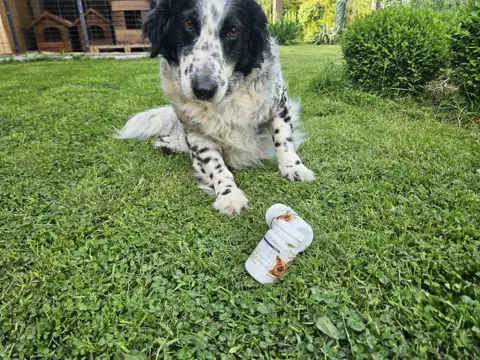 Pas iz Aktivne Šape zajednice s bočicom Doggy Up
