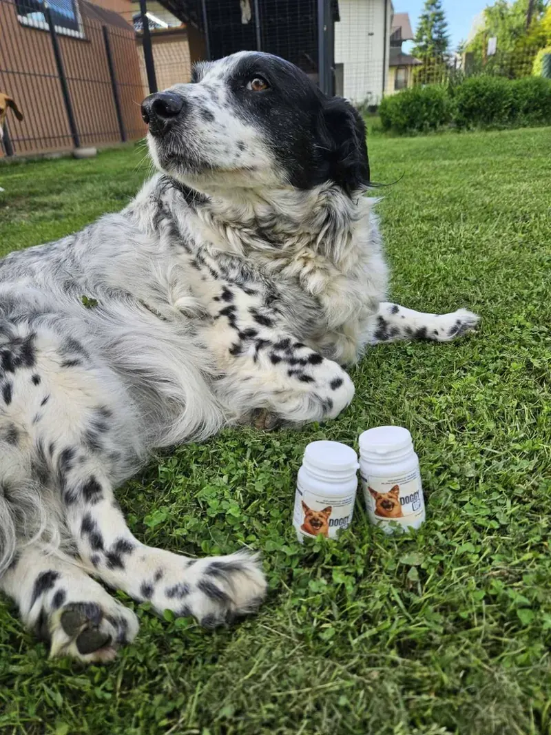 Engleski seter s dvije bočice Doggy Up