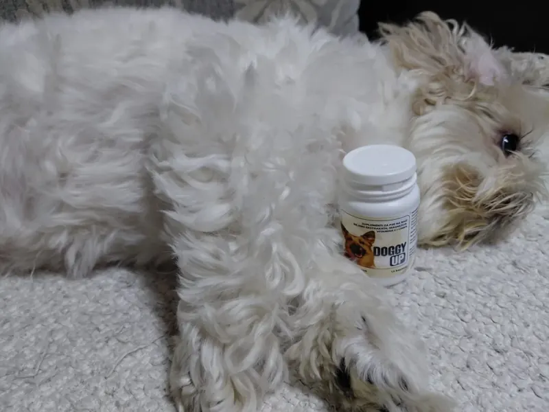Shih tzu leži na kauču