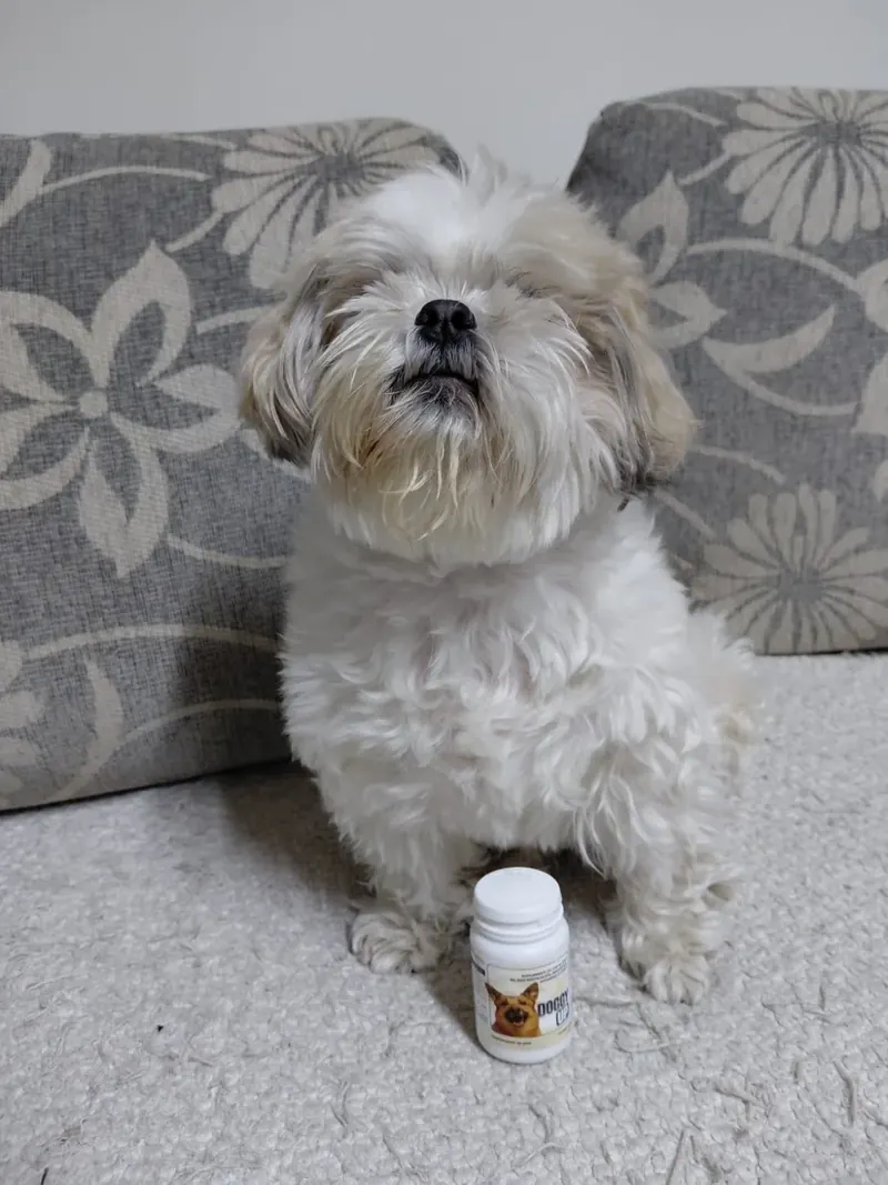 Shih tzu sjedi na kauču pored bočice Doggy Up