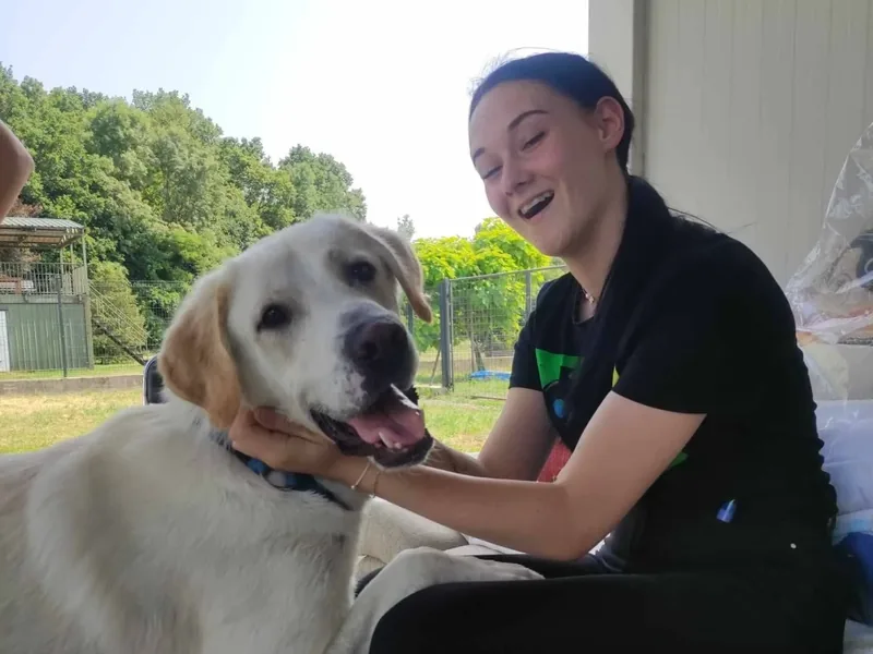 Labrador u šetnji s vlasnikom